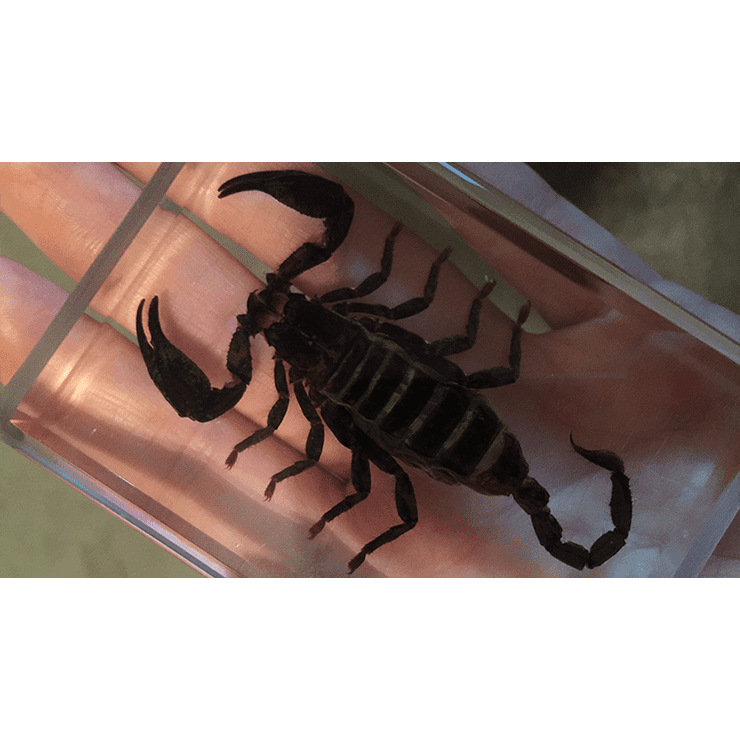 Ominous Deck (Scorpion) by Diamond Jim Tyler  - Trick